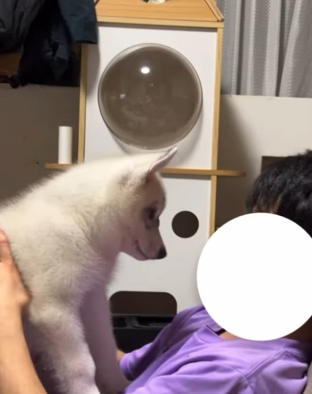 飼い主に抱っこしてもらうハスキー犬
