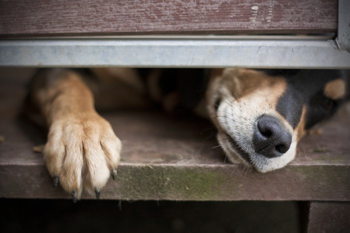 ドアの隙間から覗く犬