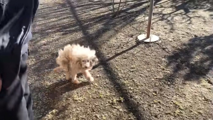後ろ足が不自由なももたくん