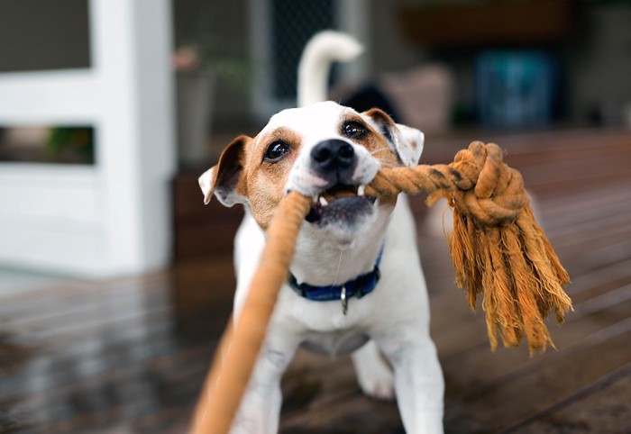 飼い主と引っ張り合いで遊ぶ犬