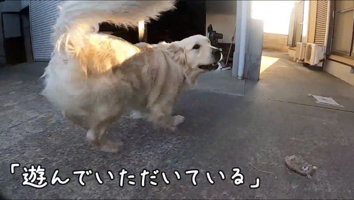 自宅の庭を走り回る犬