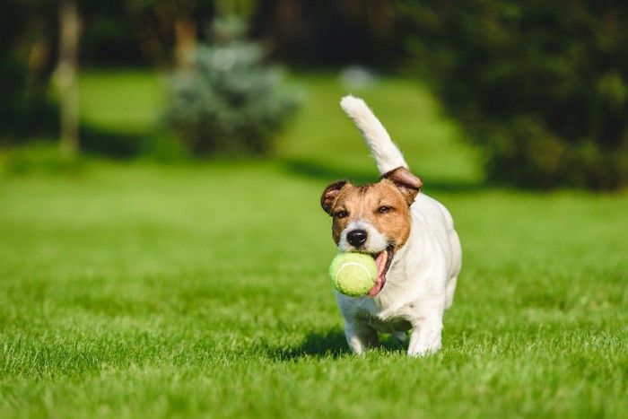 ボールをくわえて向かってくる犬