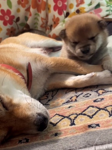 母犬の腕に顔を乗せて眠る子犬
