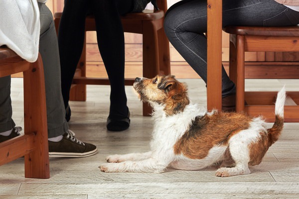 犬がテーブルを見上げる