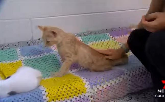 具合の悪い猫