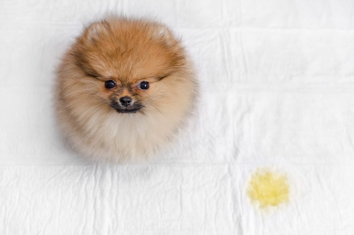 トイレシートにおしっこをした子犬