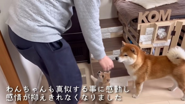 先住犬の真似をしていたみたい！