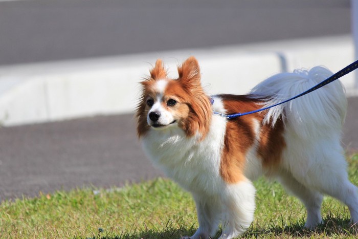 青いリードをした散歩中の犬