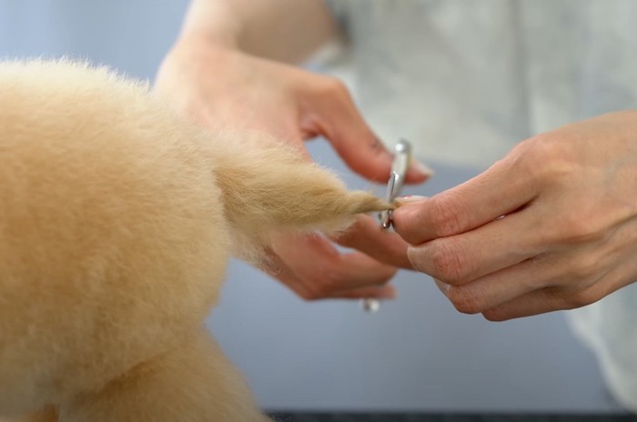 カットされる犬の尻尾