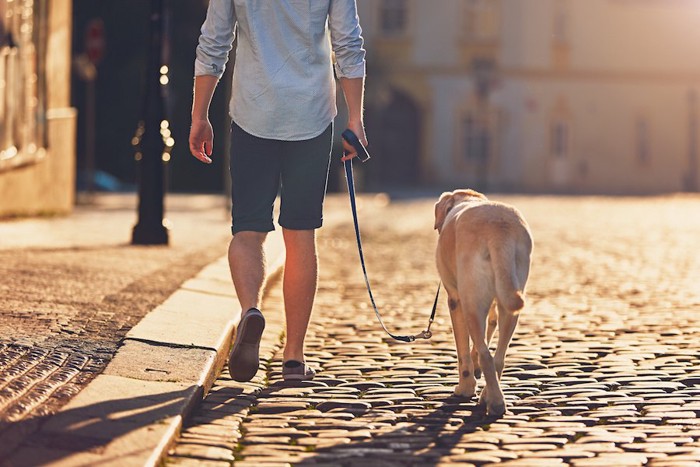 散歩する犬と男性の後ろ姿