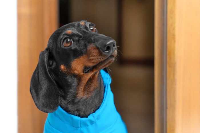 散歩に行きたそうに笑顔でみつめてくる犬