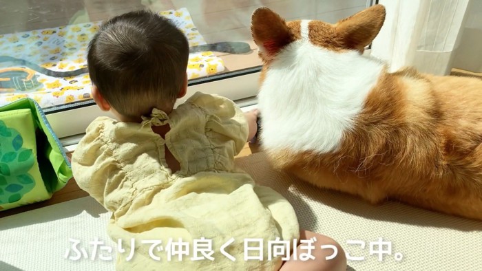 仲良く並んで日向ぼっこ中