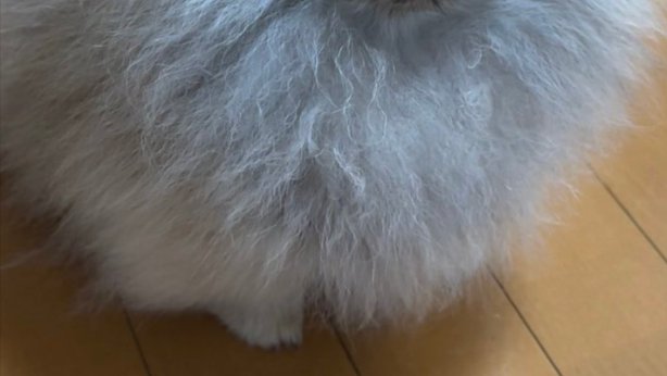 パヤパヤ