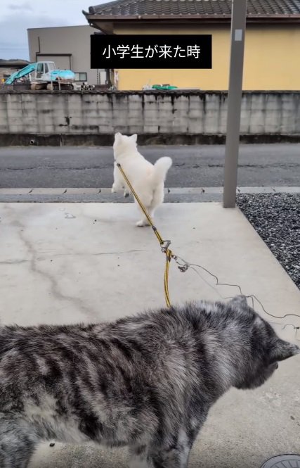 小学生に気づいたこゆきちゃん