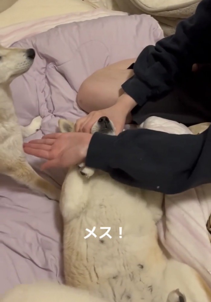前脚を求められる犬