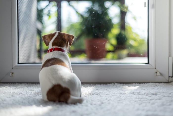 座って窓の外を見る犬の後ろ姿