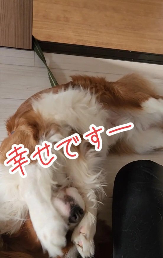 手で顔を隠すだいちくん