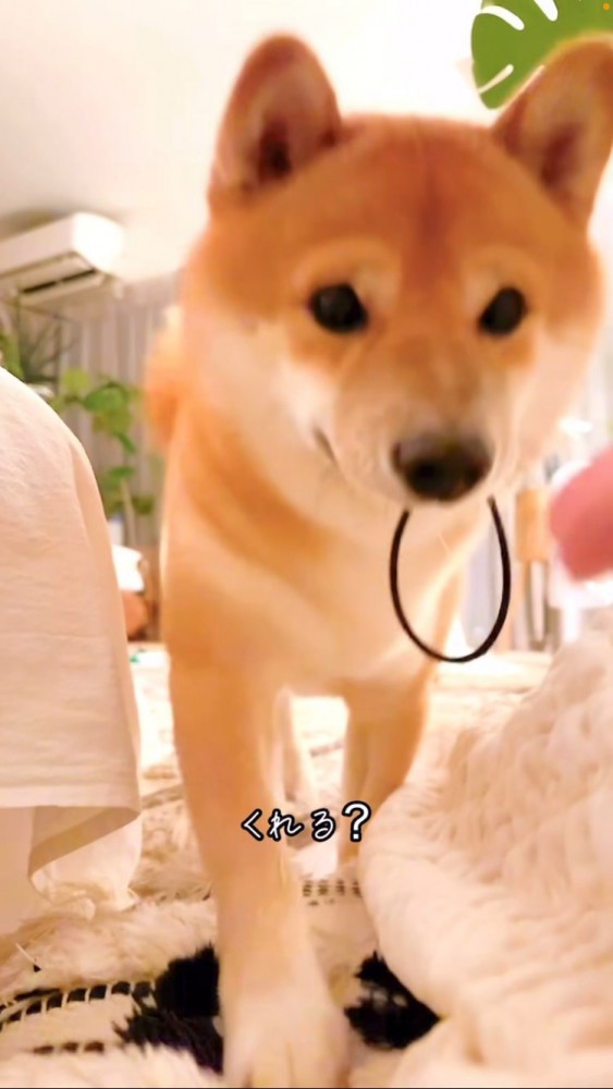 ゴムを咥えて飼い主さんの方に歩く豆柴