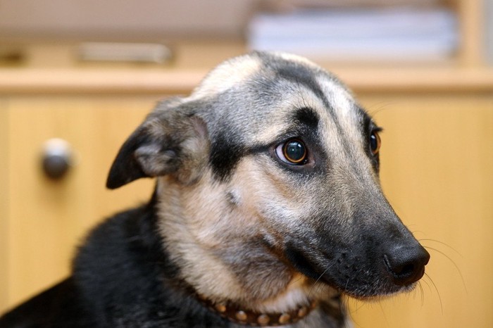 耳を倒している犬