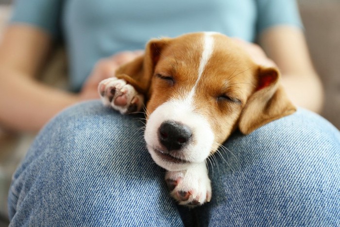 リラックスしながら眠る犬