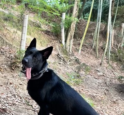 ドッグランで楽しそうな犬