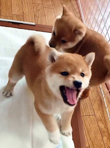 吠える犬と後ろを通ろうとする犬1