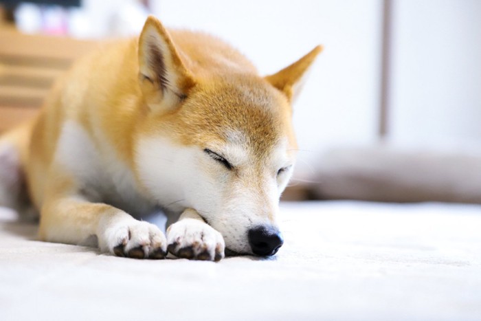 お昼寝する柴犬