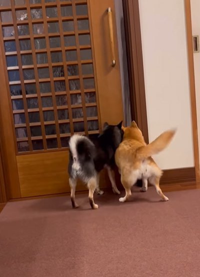 扉の前で待つ犬たち