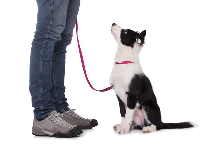 座って飼い主の指示を聞く犬