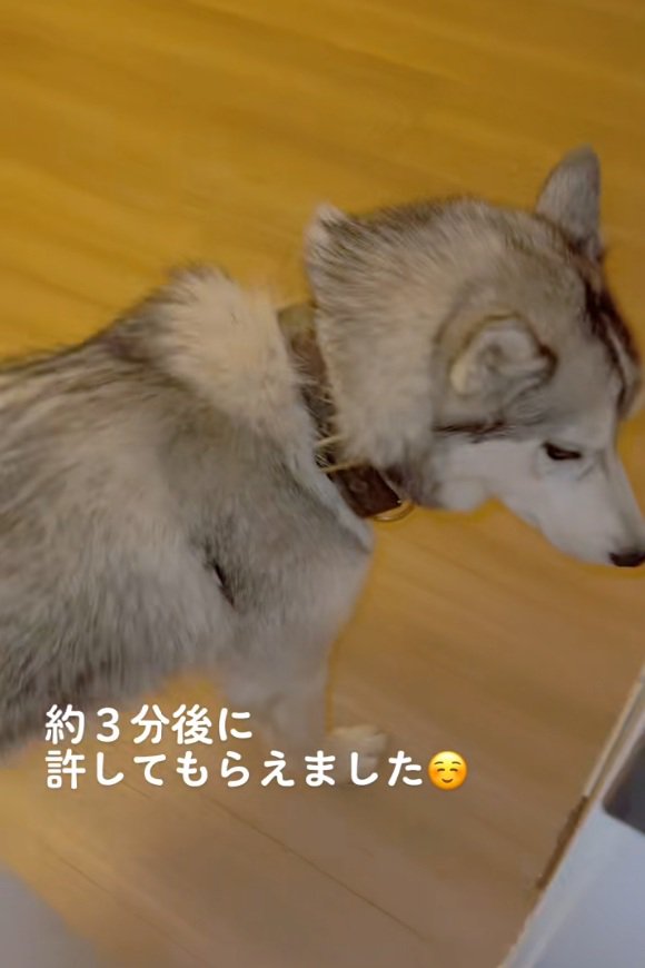 しぶしぶのセナくん