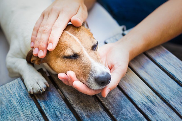 寝ている犬と撫でる手