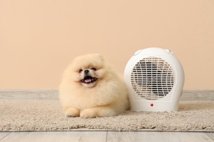 ヒーターの隣に座る犬