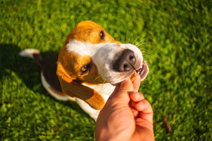 おやつを食べるビーグル犬