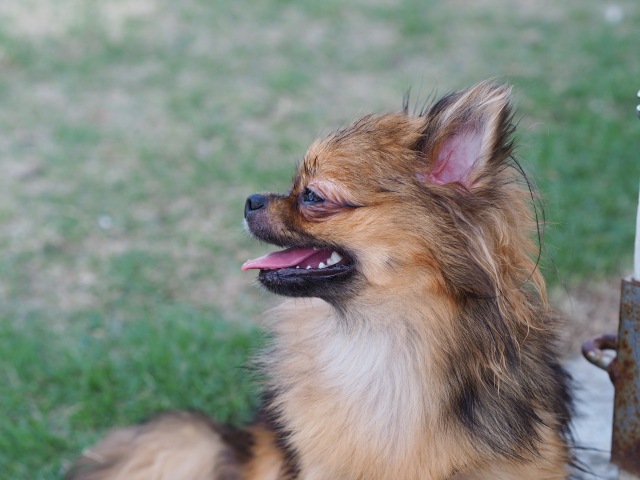 ドックランでくつろぐ犬