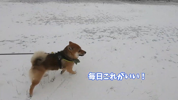 初めての雪に喜ぶおにぎり君7