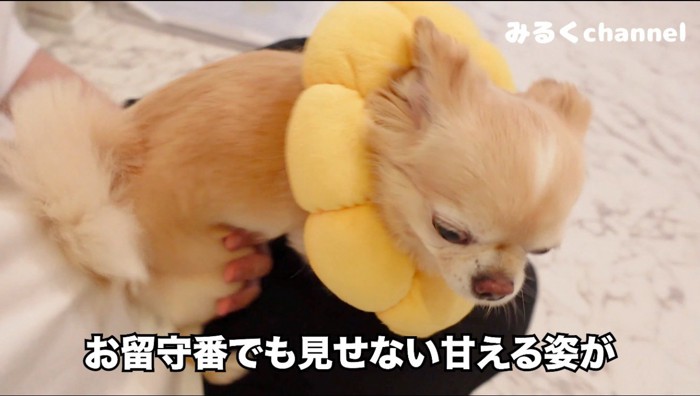 飼い主の膝の上に乗る犬