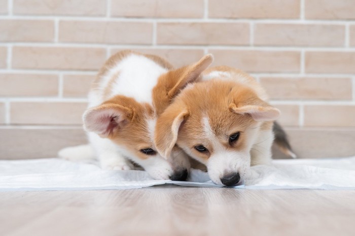 トイレシートをかじる2匹のコーギーの子犬