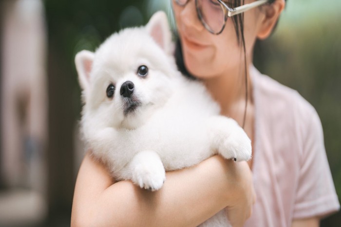 抱っこされた犬
