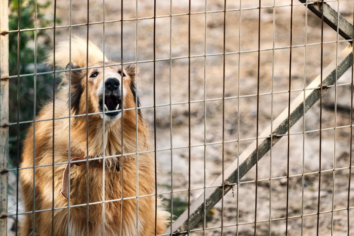 外に向かって吠える犬