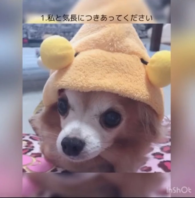 チッチちゃん