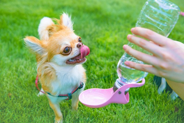 水を飲ませてもらうチワワ