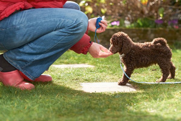 ご褒美を与える人と犬