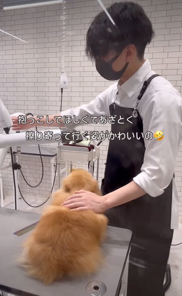 視線を送る犬