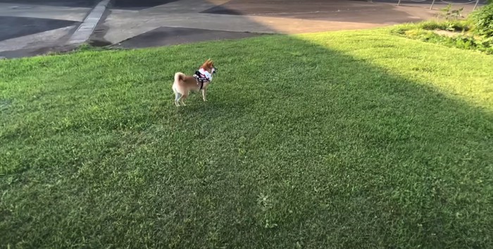 芝生の上で立ち止まる柴犬