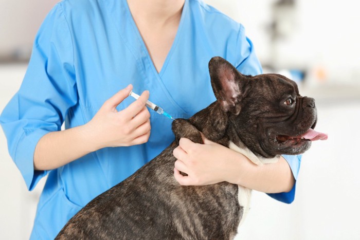 犬のワクチン接種