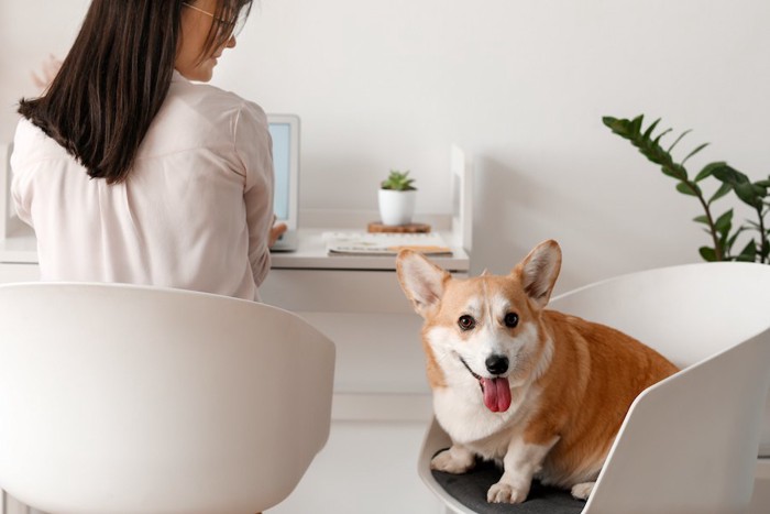 飼い主の隣の椅子に座っているコーギー