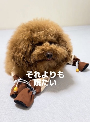 眠そうな犬