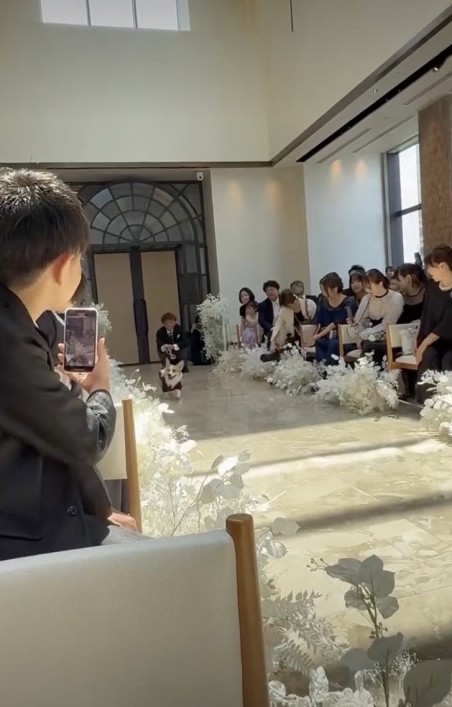 全開！コーギースマイル