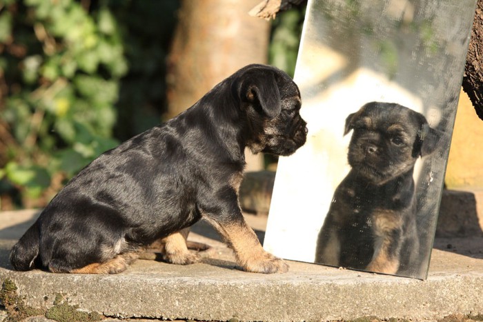 鏡を見る子犬