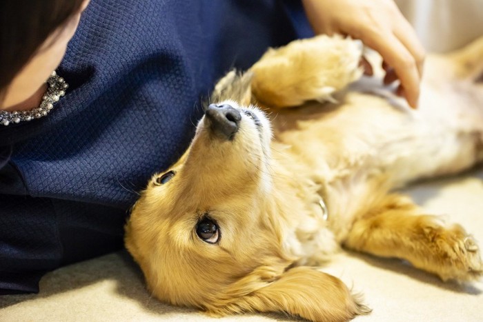 人の横で仰向けで横になっている犬